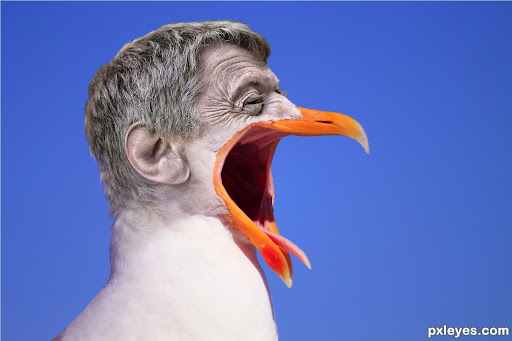 Screeching gULL mAN